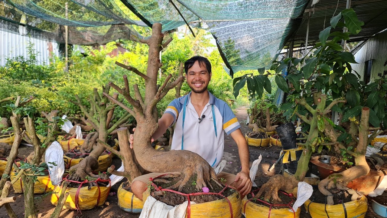 Thanh lý phôi mai vàng quái đẹp ngày 2/3/2026 | Trí 0363579057