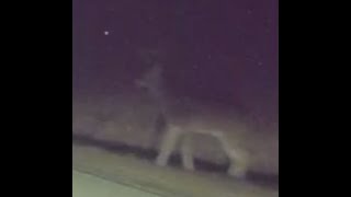 TeslaCam auto breaking from 80 to 10 mph. Deer!