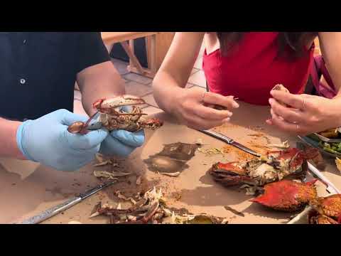 Picking a Maryland Blue Crab — Ocean City, Maryland Picking a Maryland Blue Crab — Ocean City, Maryland