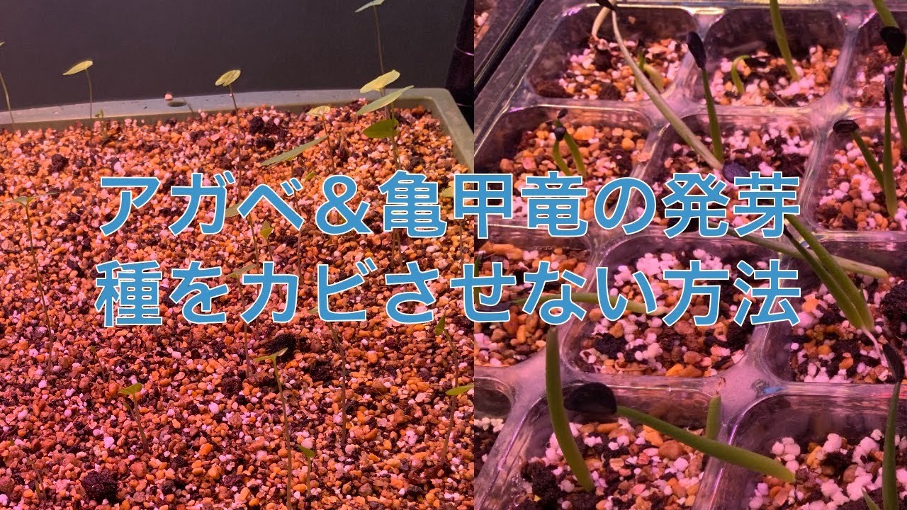 解決策 アガベ 亀甲竜の種まきでカビさせない方法と2ヶ月後の発芽率 Ginza Hairの頭の中は草髪健美