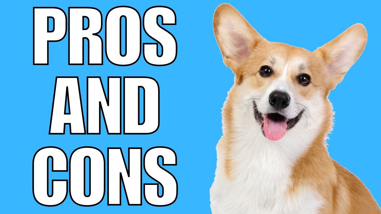 Are Corgis Good Emotional Support Dogs?