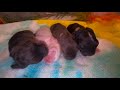 Day 2 in the lives of Fuzzy Lops