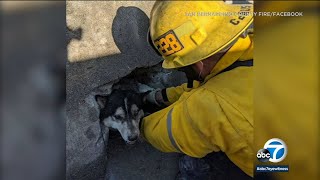 Crews rescue husky who got stuck in storm drain in San Bernardino | ABC7