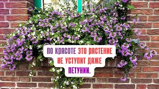 картинка: ПО КРАСОТЕ ЭТО РАСТЕНИЕ НЕ УСТУПИТ ДАЖЕ ПЕТУНИИ.💐