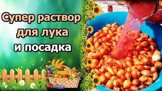 Тонкости Посадки Лука-Севка.