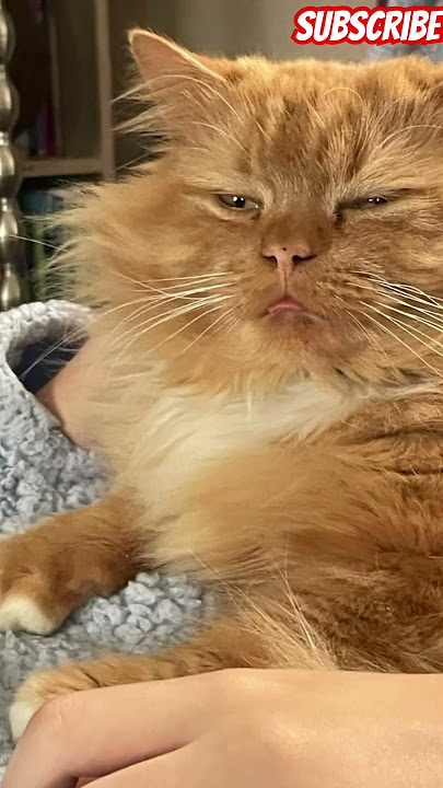 #richard #catlover #newshort