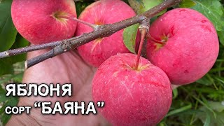 Яблоня сорт Баяна.