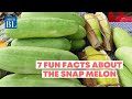 7 fun facts about the snap melon