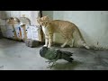 Cat VS Pigeon Fight | Tu Kutte Ka pilla hai | Comedy New 2021