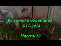 Выгонка тюльпанов 2017-18. Часть 10 Эксперимент. Tulip distillation 2017-18. Part 10 Experiment