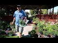 Maintaining Roses & Topiaries |Planting a Flower Bed! 🌿💚// Garden Answer