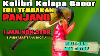 KOLIBRI KELAPA GACOR FULL TEMBAKAN FAVORITE JURI 1 JAM