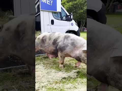 Mama pig and