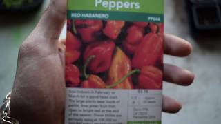 Starting Red Habanero Pepper Seeds Indoors