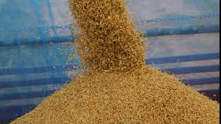 Pouring Grain Or Seeds Sound Effect