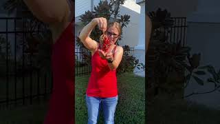 Magnolia Seed Harvesting Fail shorts