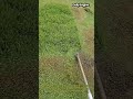 보기만 해도 속이 뻥 뚫리는 예초기 잔디 깎기 ASMR #worker #process #satisfying #mowing #grasscutting