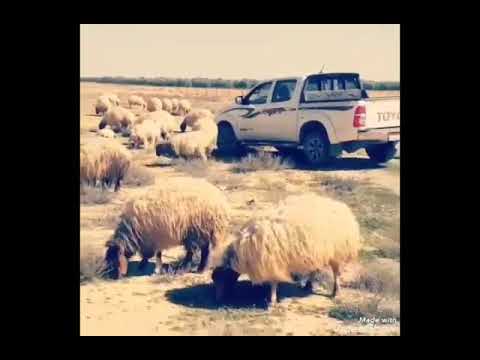 افطن تراني صديق لك عازف اربابه عوض سلمان الحويطي