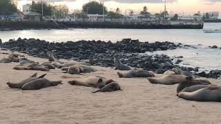 SEA LION DOLCE VITA IN THE GALAPAGOS ISLANDS! ❤ (TURN ON SOUND!!!)