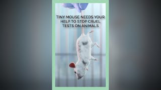 Tiny Mouse Needs Your Help to Stop Cruel Tests on Animals #shorts