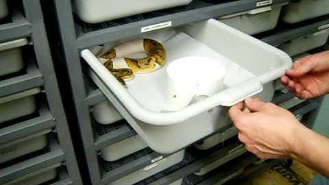 JKR Pro Tip - Substrate