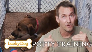 The Secret to Potty Training Success! | Lucky Dog