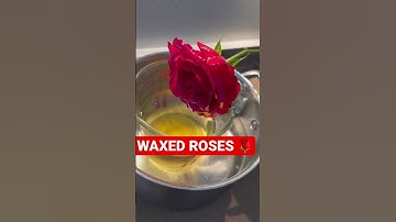 Thumbnail of WAXED ROSES | FULL VIDEO ON DESCRIPTION #candles #candlebusiness #waxed #waxedflowers