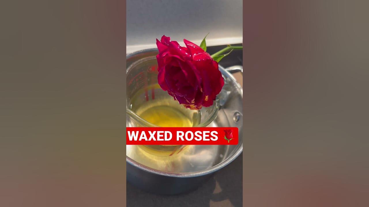 WAXED ROSES | FULL VIDEO ON DESCRIPTION #candles #candlebusiness #waxed #waxedflowers