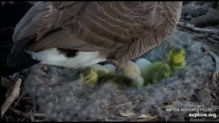 Canada Goose Cam - Decorah, Iowa, USA, explore.org, April 13, 2024 (3)