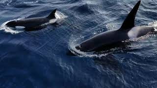 It was an epic day on the water as famous ca-51 "friendly" pod of
orcas arrived hot heels last weeks sightings. this is entirely
unrelated ...