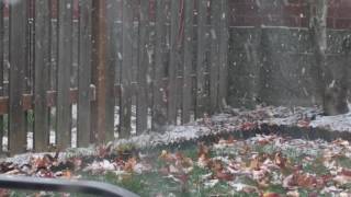 Squirrel eating snow lol