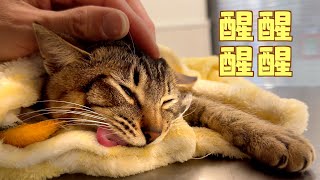 [CC SUB] Cats may not wake up from anesthesia, what precautions should owners take?