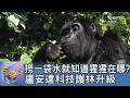 撈一袋水就知道猩猩在哪? 盧安達科技護林升級｜FOCUS午間新聞 20260619 @tvbsfocus