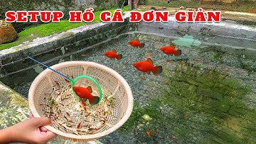 Hướng Dẫn Làm Hồ Cá Đơn Giản Cực Đẹp Nước Trong Vắt Ai Cũng Làm Được