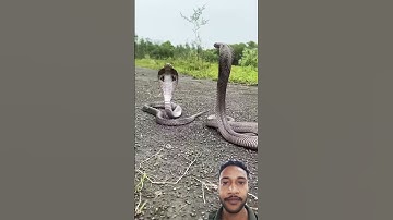 MOST VENOMOUS SNAKE8#snakevideo#shorts #ytshorts #youtubeshorts #trending#reels #viralshorts