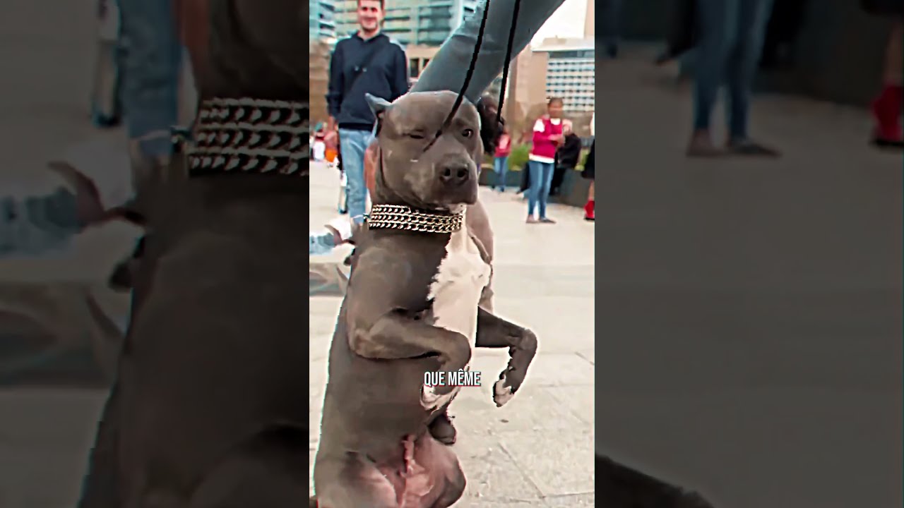 Cet Enfant S En Prend A Ce Pauvre Chien 