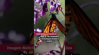 Inicia Migración De La Mariposa Monarca