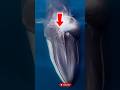 The Ocean’s Second Giant: A Rare Glimpse of the Fin Whale #short #sea #oceangiant