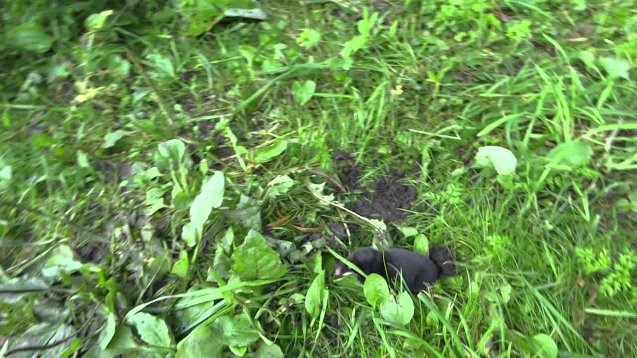 Крот бегает) - YouTube