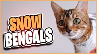 Owning a Snow Bengal – What you need to know! by Alpha Match  111 views 1 year ago 7 minutes, 45 seconds