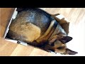 Funniest & Cutest German Shepherd Videos - Funny & Cute dog compilation