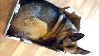 Funniest & Cutest German Shepherd Videos  Funny & Cute dog compilation