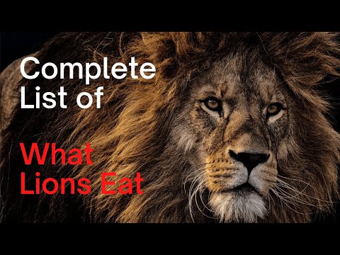 Video: What do lions eat in the wild