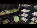 PROTEA SHADE HOUSE WINTER UPDATE || DID MY SEEDS THAT GOT KNOCKED DOWN BY THE WIND MAKE IT?