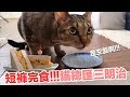 短褲吃完啦！！肉肉滿滿貓總匯三明治【貓副食食譜】好味貓鮮食廚房EP166