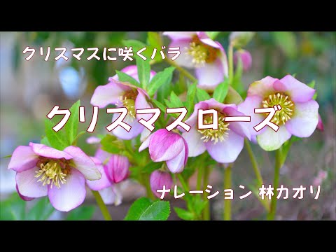 Kaorin　クリスマスローズ 葉牡丹 千両 クロッカス 000000021796_UWEH564.jpg