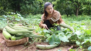 Harvest Vegetable In My Mango Farm For Cooking / Free And Fresh Vegetable Cooking