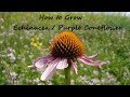 How to grow Echinacea from Seed (Purple Coneflower) (Echinacea Purpurea)