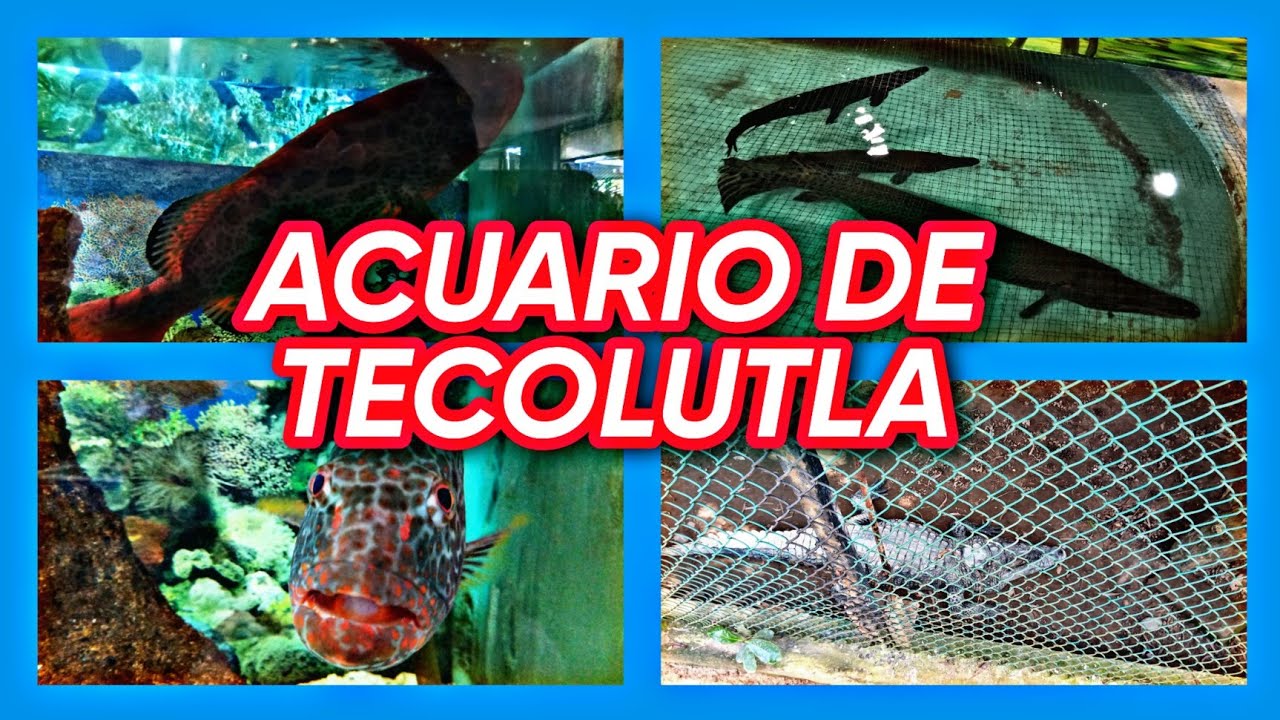 Visita a Acuario de Tecolutla (Peces, pejelagartos, cocodrilos ...