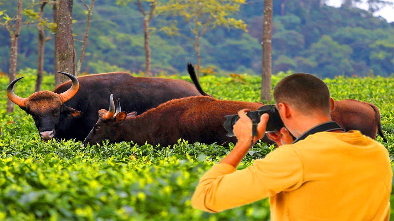 Worlds Biggest Gaur Of India Biggest Wild Cow Youtube